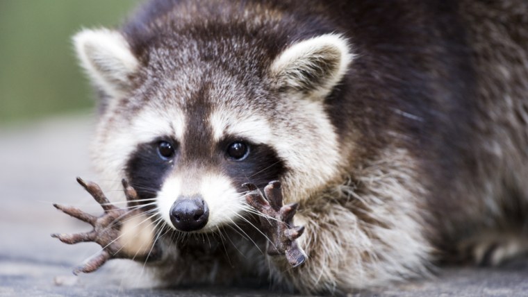 Енот полоскун улыбается