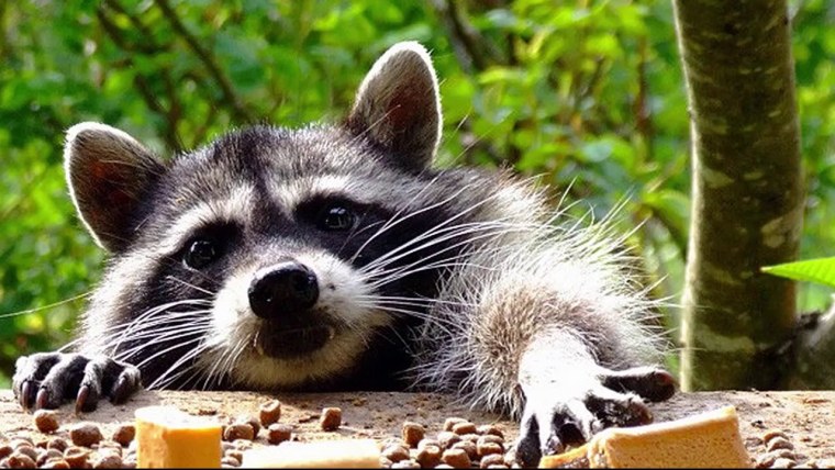 Енот полоскун смешной