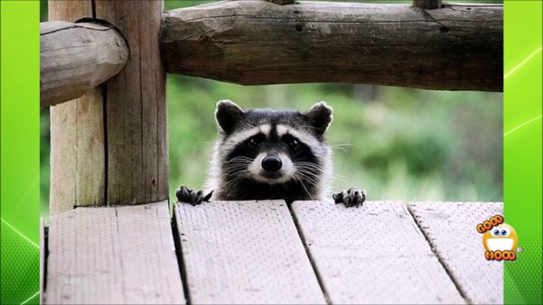 Смешные еноты