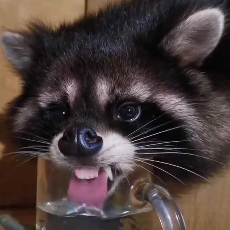 Енот бухает