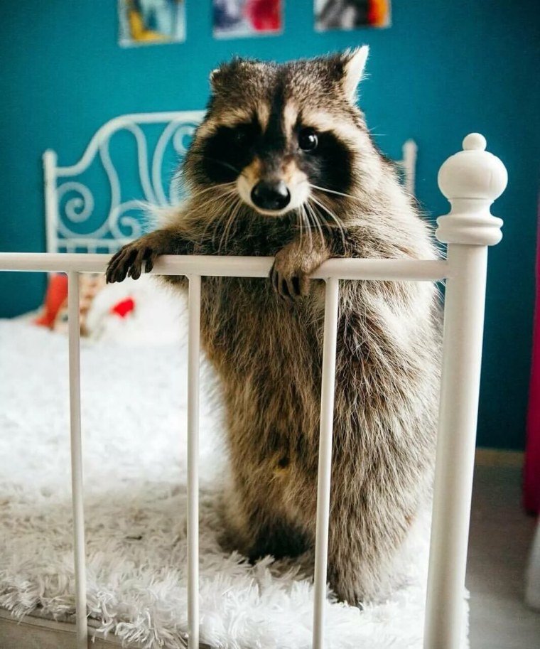 Смешные еноты