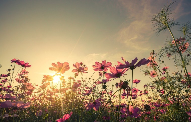 Поле цветов на рассвете