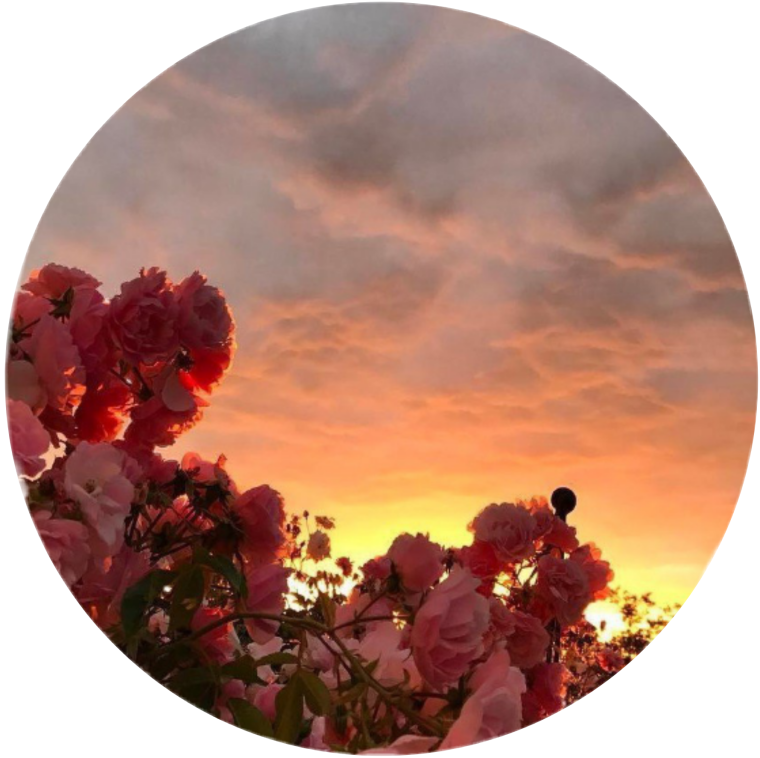 Розовые кусты на закате