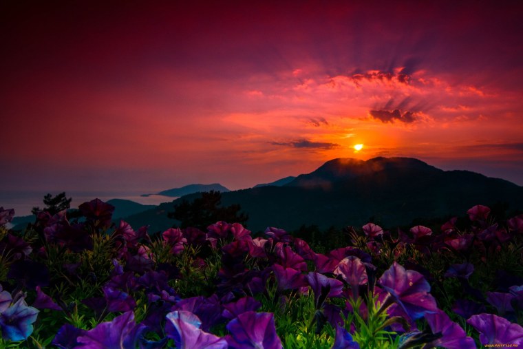 Цветы в горах