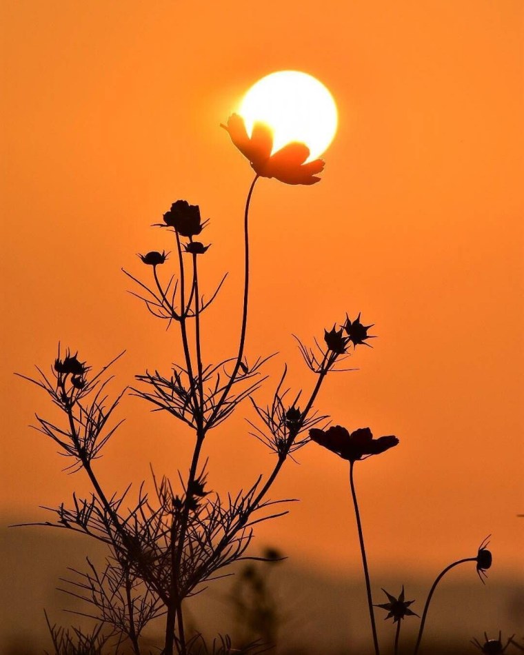 Цветы и солнце