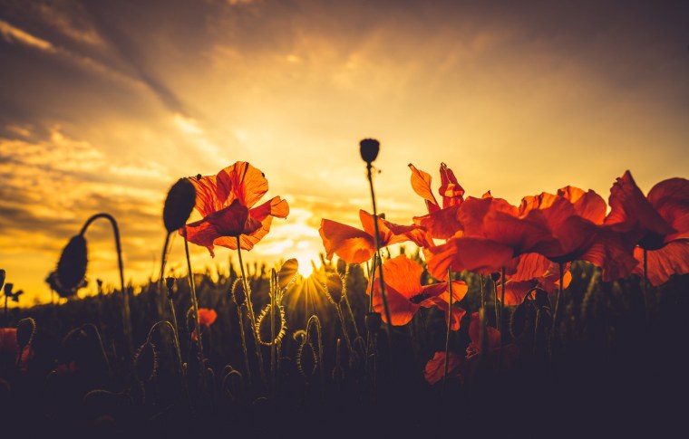 Цветы на закате