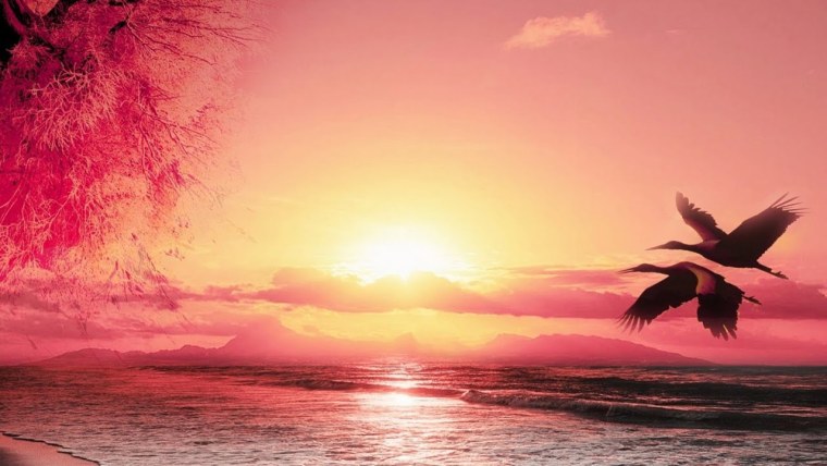 Кампо де Флорес