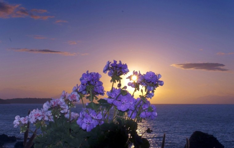 Море цветов на закате