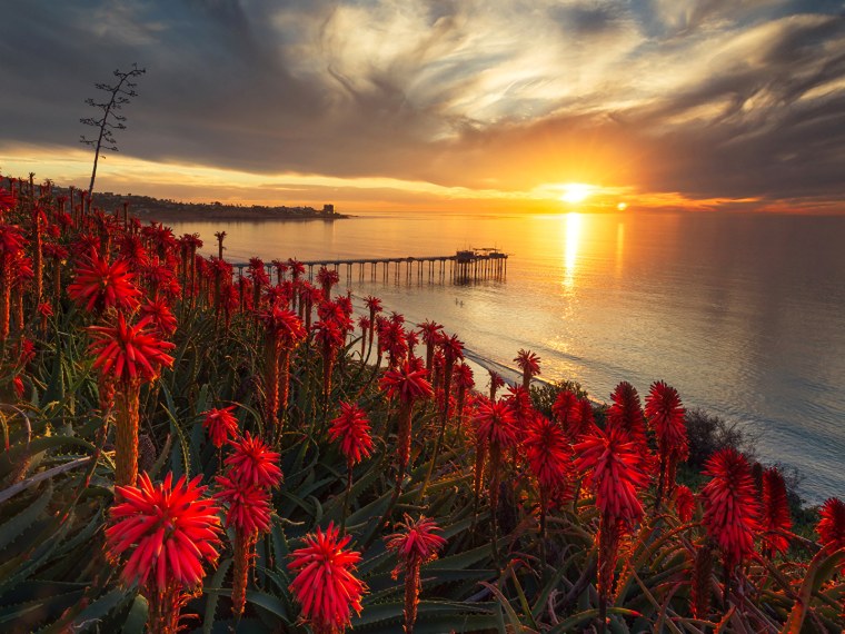 Цветы и море