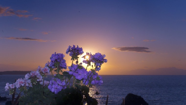 Цветы и солнце