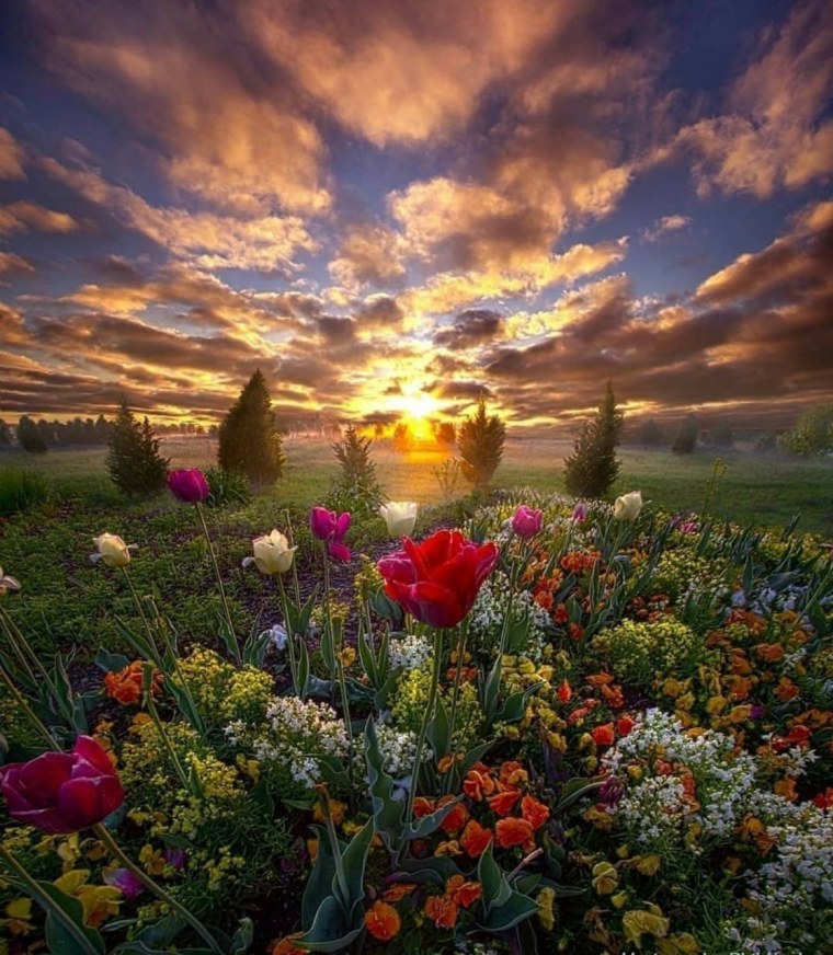 Полевые цветы на рассвете