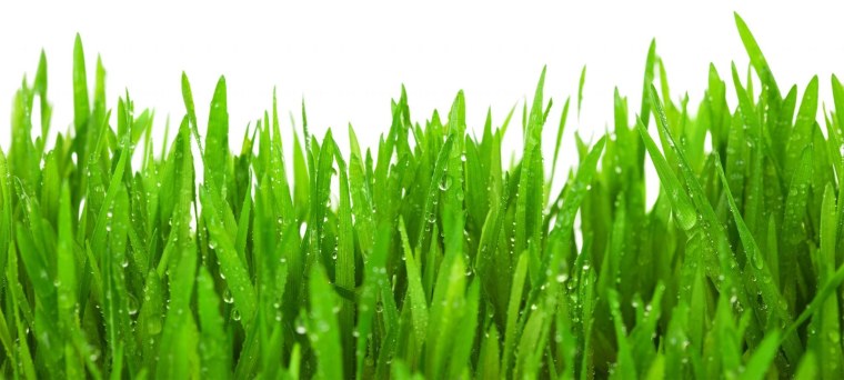 Белая трава