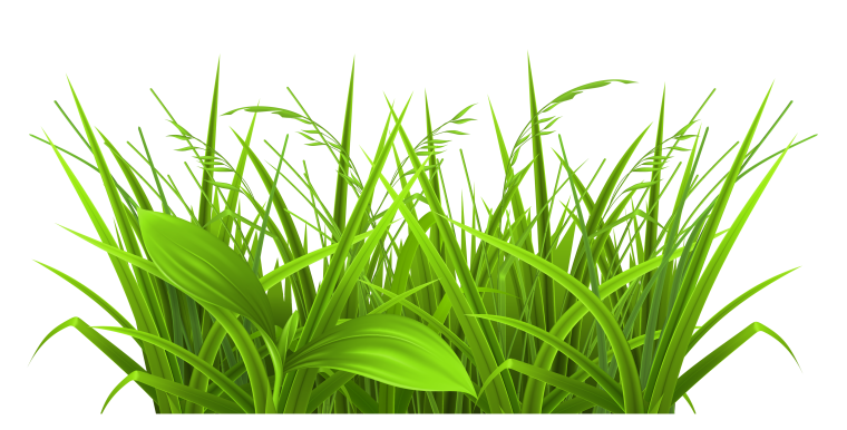 Растения на прозрачном фоне