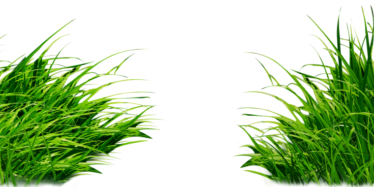 Зелень на прозрачном фоне