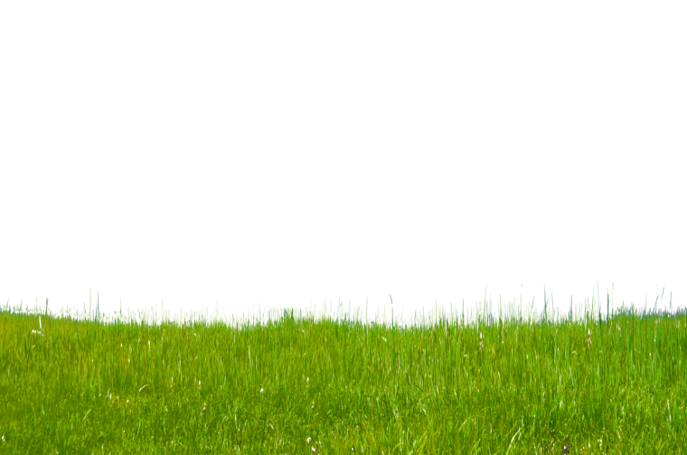 Трава на прозрачном фоне