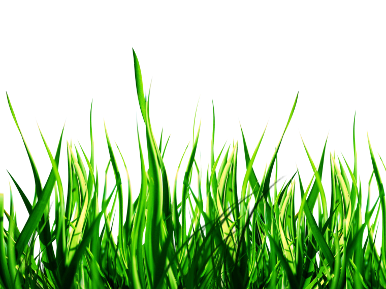 Травинки на прозрачном фоне