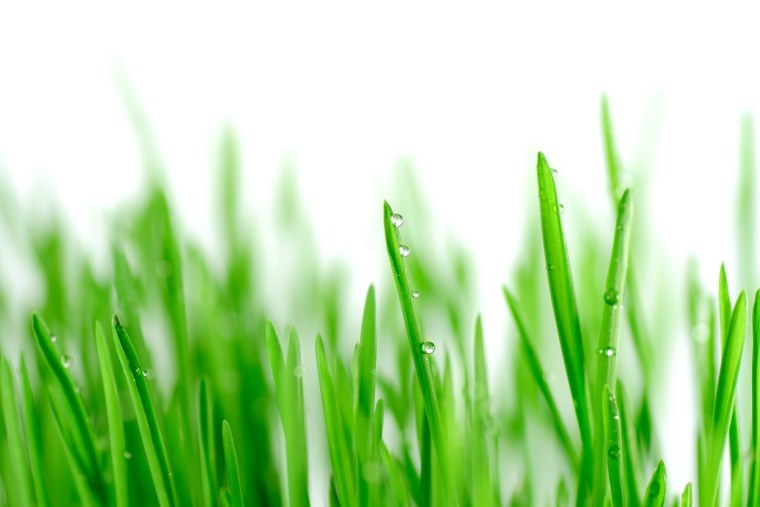 Зеленая травка на белом фоне
