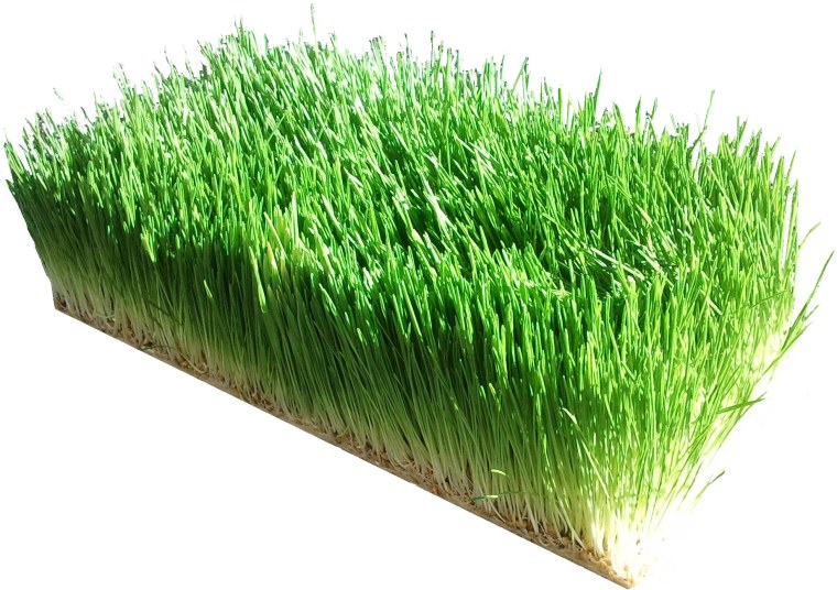 Гидропонный зеленый корм для КРС