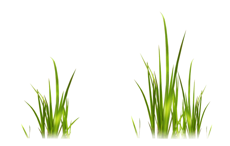 Травинки на прозрачном фоне
