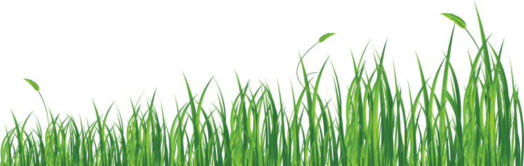 Трава на прозрачном фоне