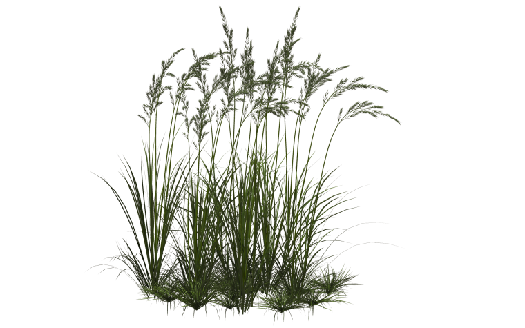 Трава на прозрачном фоне