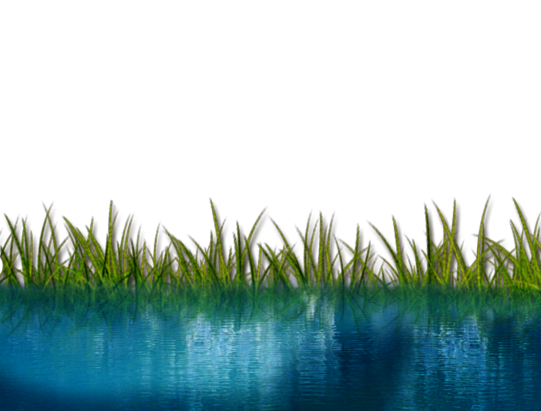 Пруд на белом фоне