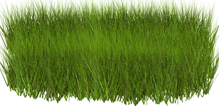 Трава на прозрачном фоне