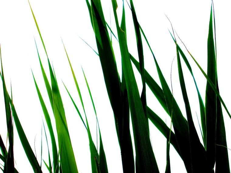 Зеленая трава на белом фоне