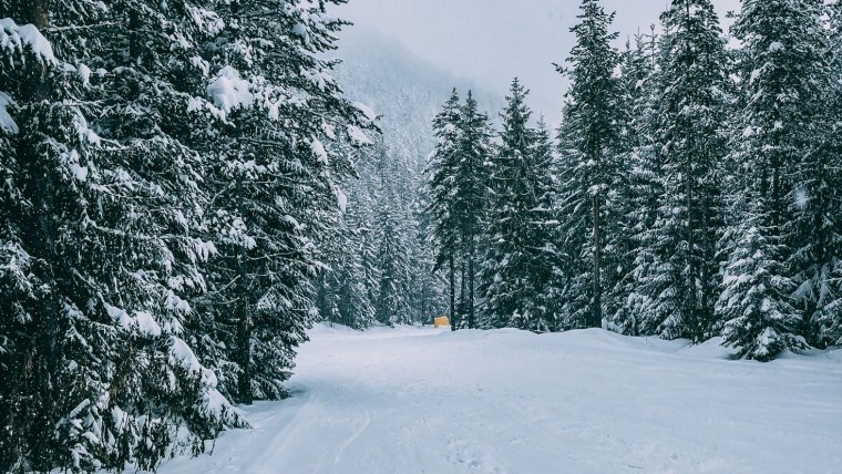 Панорама зимнего леса