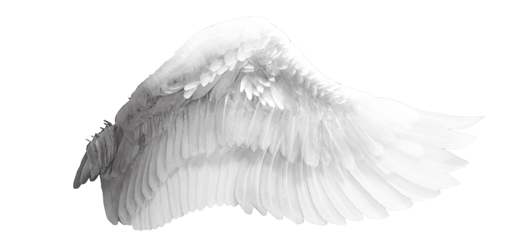 Крылья ангела на прозрачном фоне