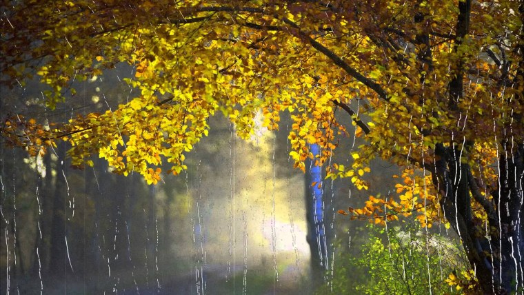 Дождь осенью
