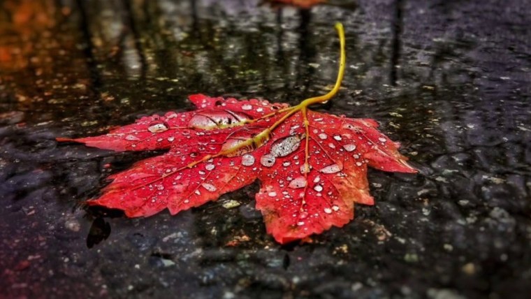 Autumn Rain