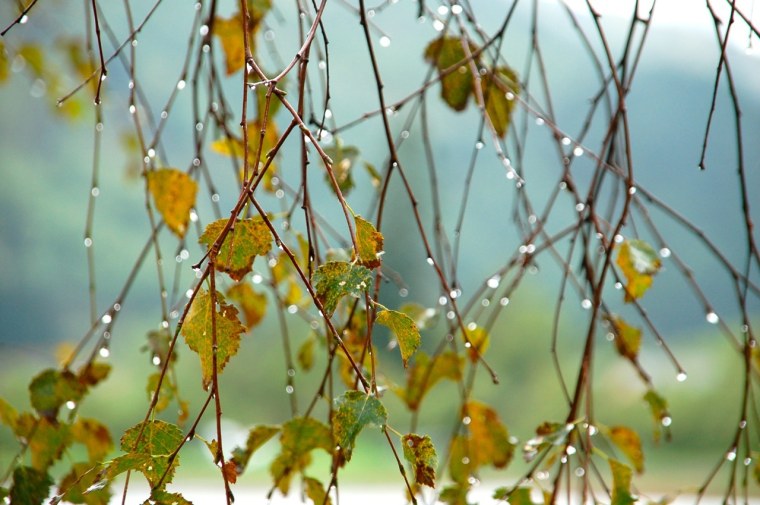 Дождливая осень