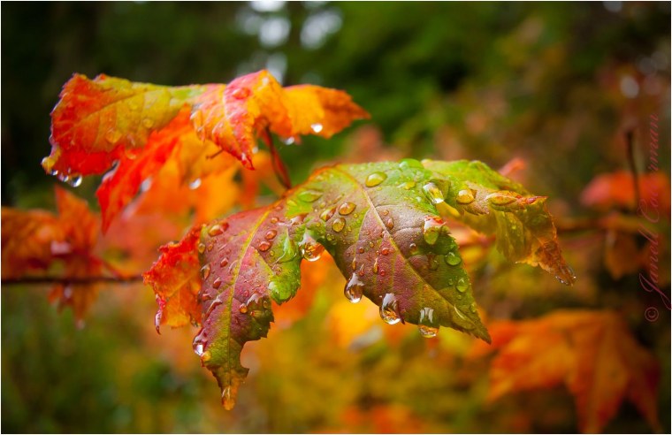 Осень дождь