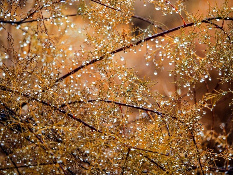 Осень природа дождь