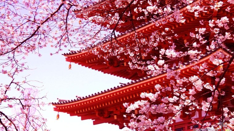 Черри блоссом арт