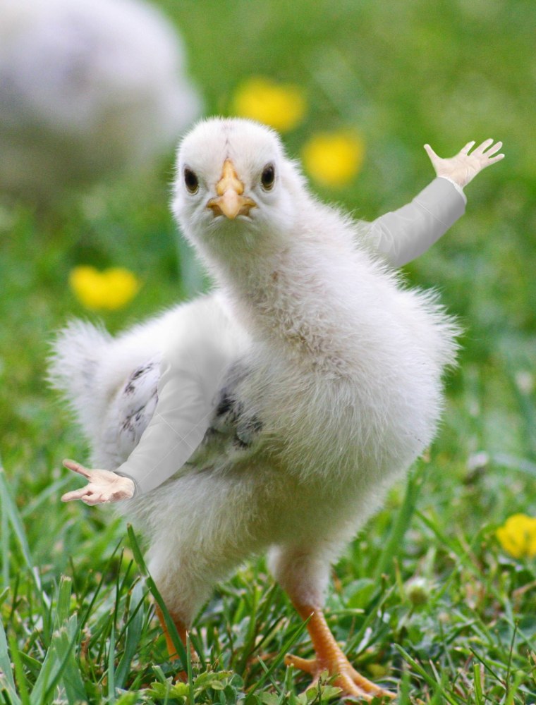 Сельского хозяйства цыпленок