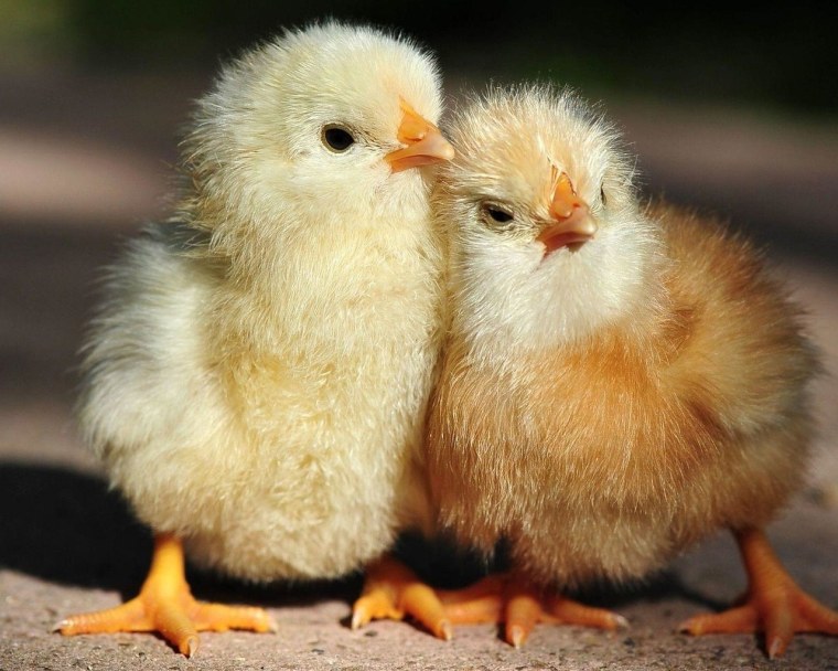 Утята черри Велли