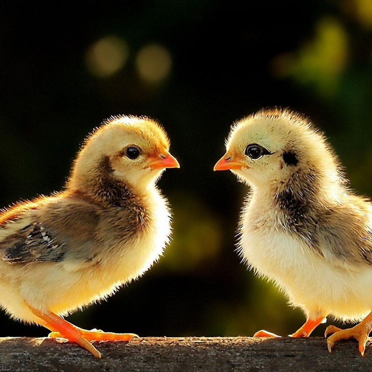 Рыжие цыплята