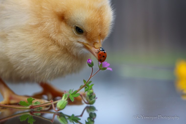 Пушистый цыпленок
