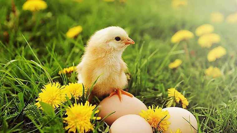 Пасхальный цыпленок