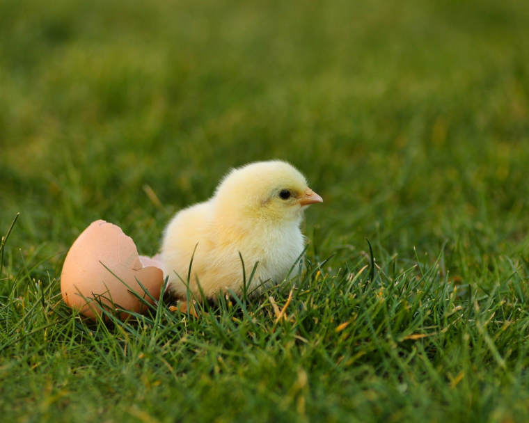 Большой цыпленок