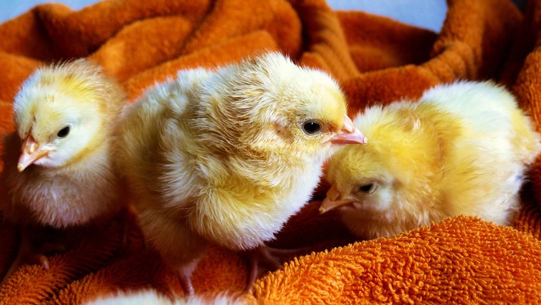 Цветной бройлер Tetra XB