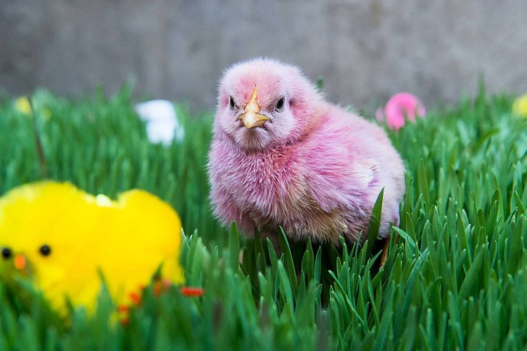 Маленькие цыплята