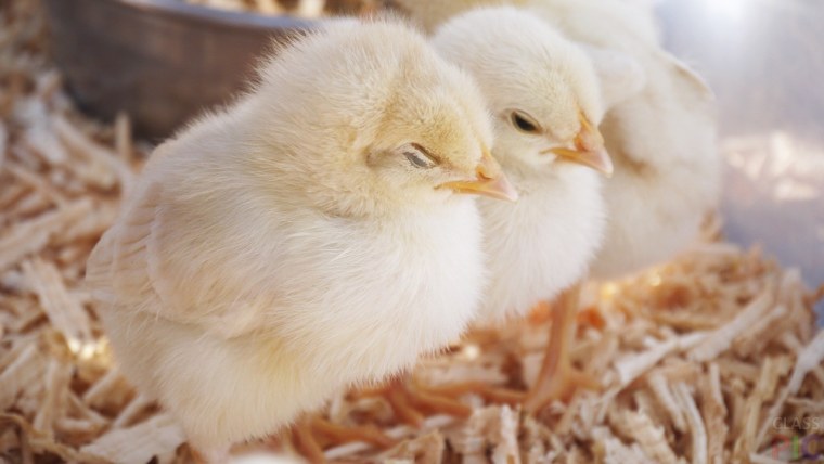 Цыплята Ломан Браун