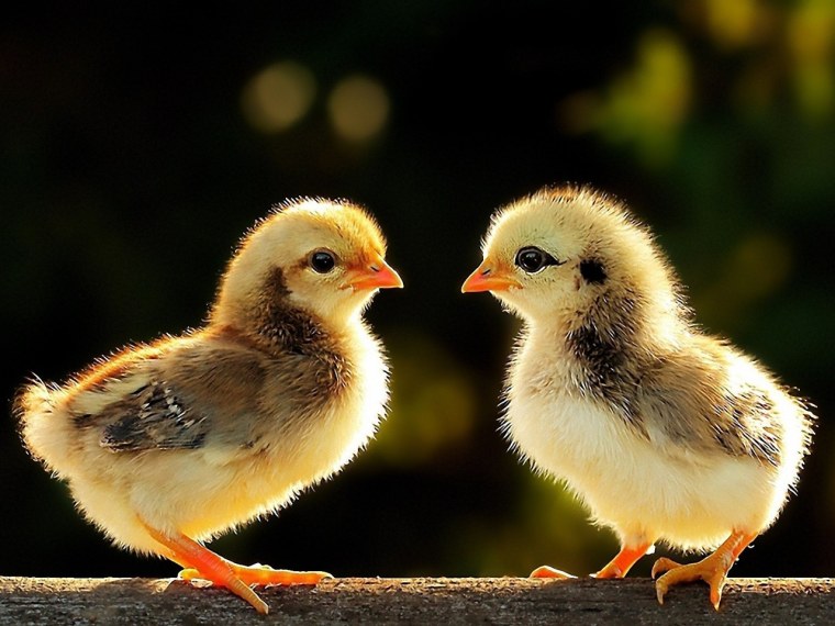 Красивые цыплята