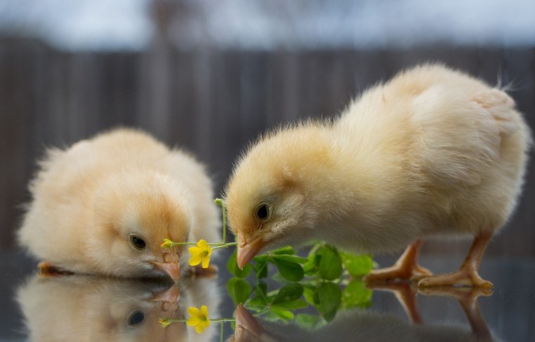 Цыпленок фото для детей