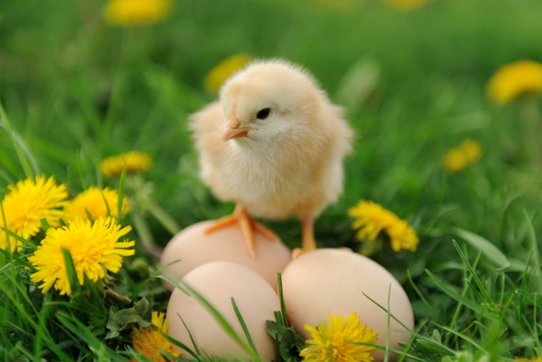 Красивые цыплята