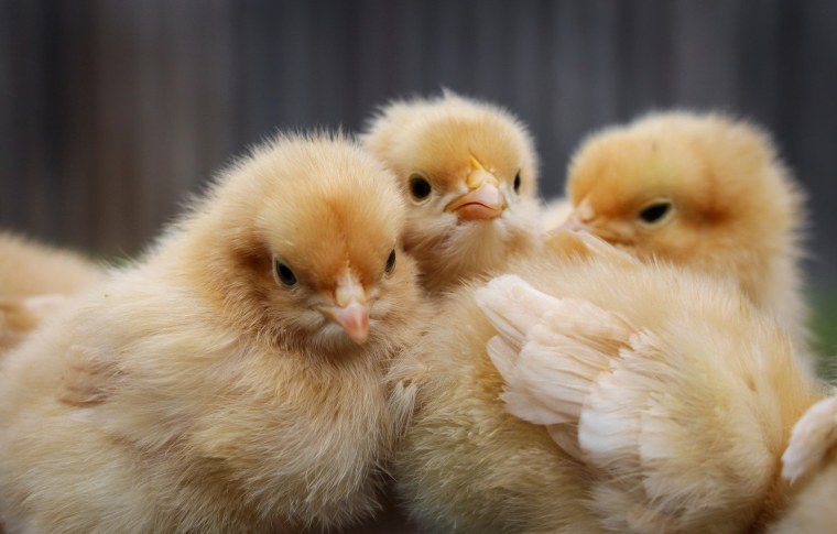 Милые цыплята