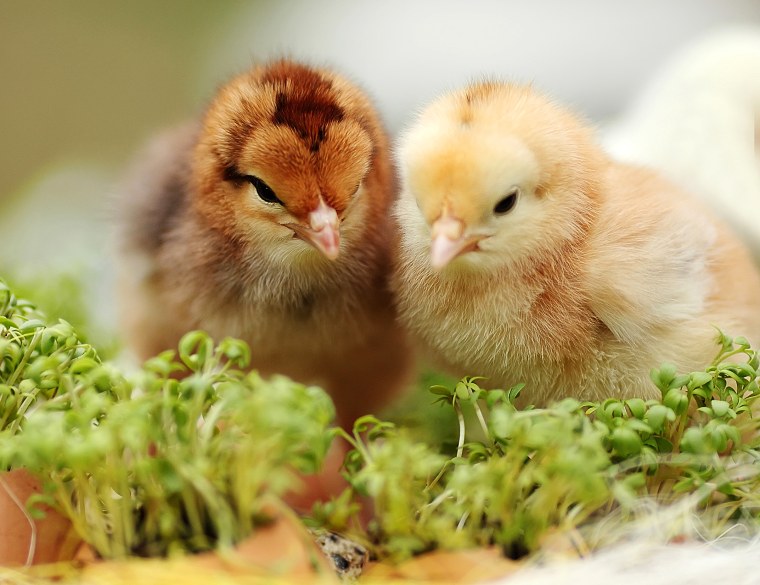 Птенец курицы
